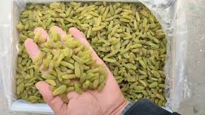 تصویر 1 از کشمش سبز سایه خشک بدون افزودنی